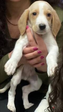 golden beagle puppy male  جرو جولدن بييجل بيور ذكر ٤٥ يوم 0