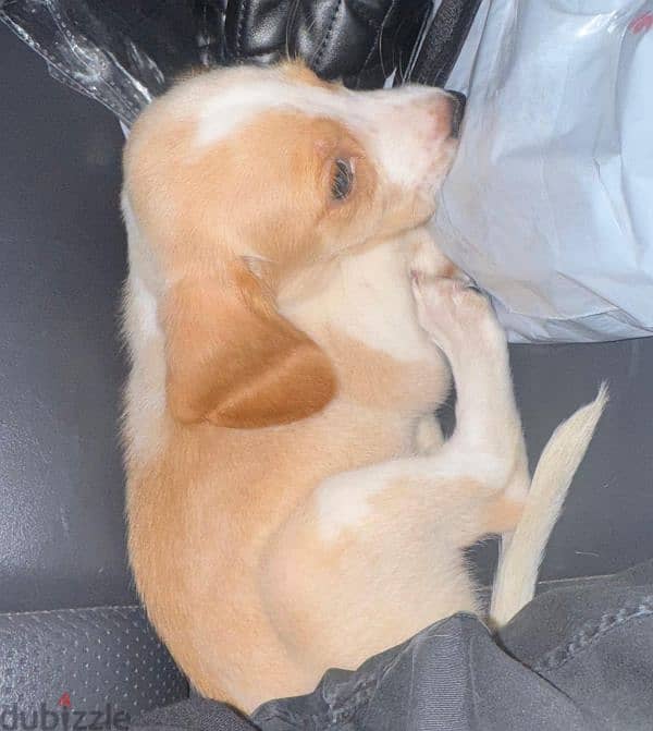 golden beagle puppy male  جرو جولدن بييجل بيور ذكر ٤٥ يوم 2