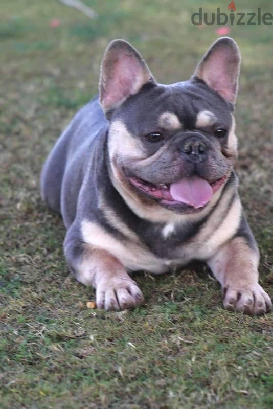 French bulldog 1