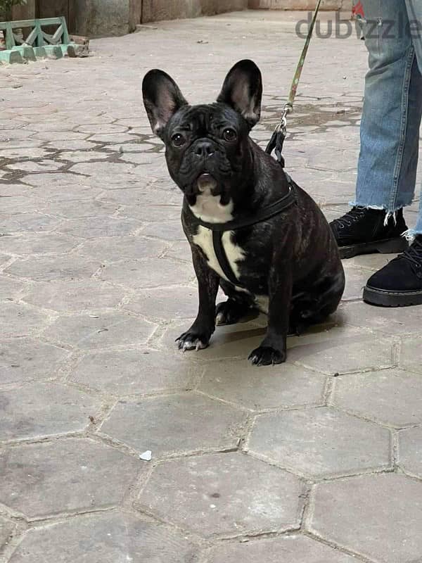 French bulldog 2