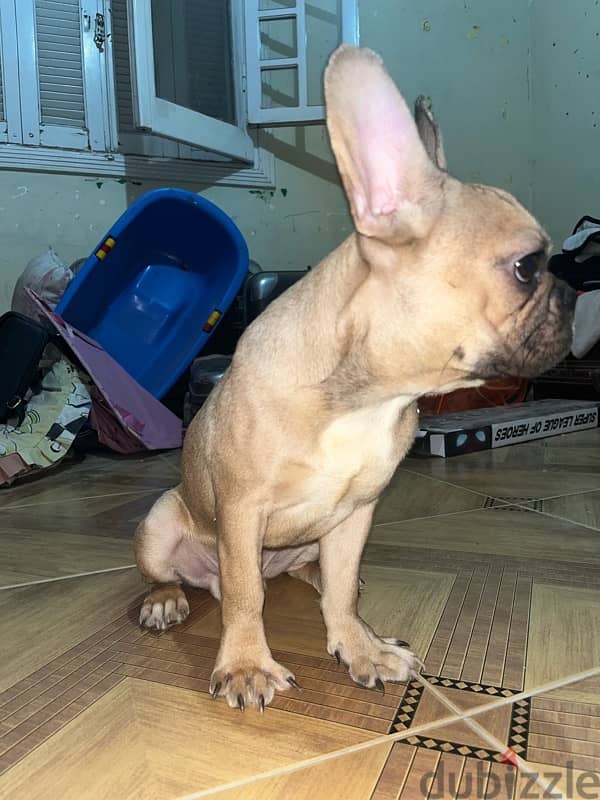 French bulldog 3