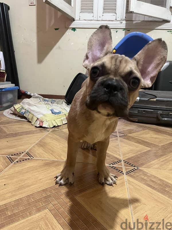 French bulldog 4