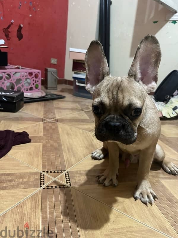 French bulldog 5