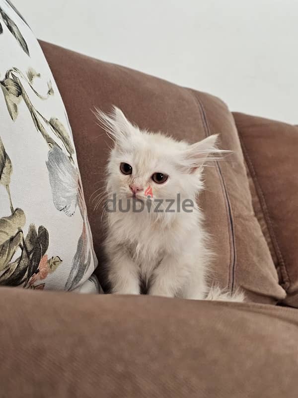 fluffy kittens 1