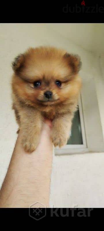 male and female Pomeranian