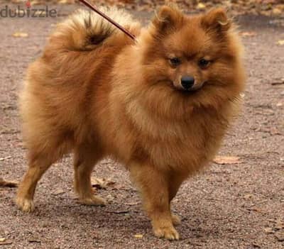 male and female Pomeranian