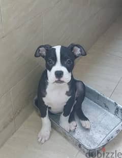 American bully 0