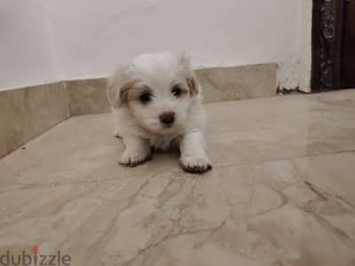 shih tzu puppies for sale