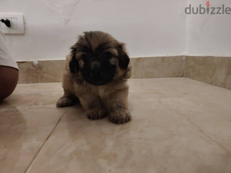 shih tzu puppies for sale 1