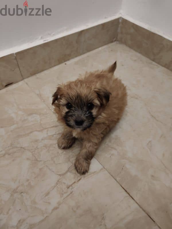 shih tzu puppies for sale 2