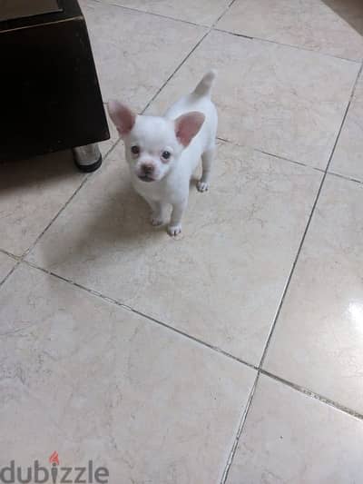 جرو شيواوا شهرين chihuahua puppy 2 months