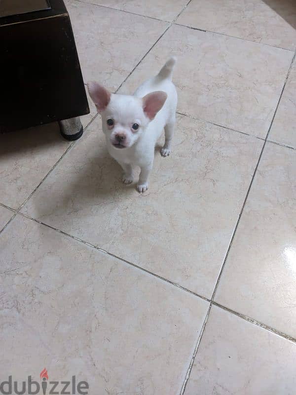 جرو شيواوا شهرين chihuahua puppy 2 months 0