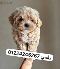 maltipoo 45 days 0