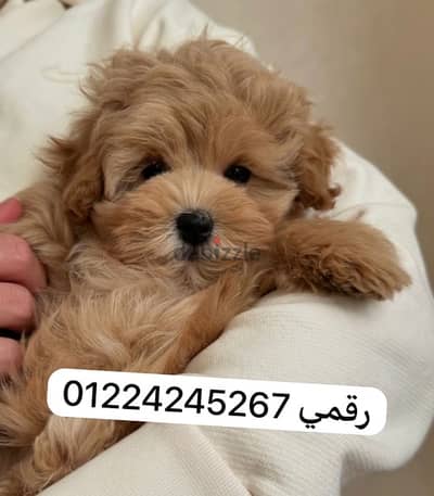 maltipoo_مالتيبو