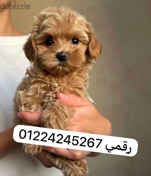 Maltipoo __ maltipoo