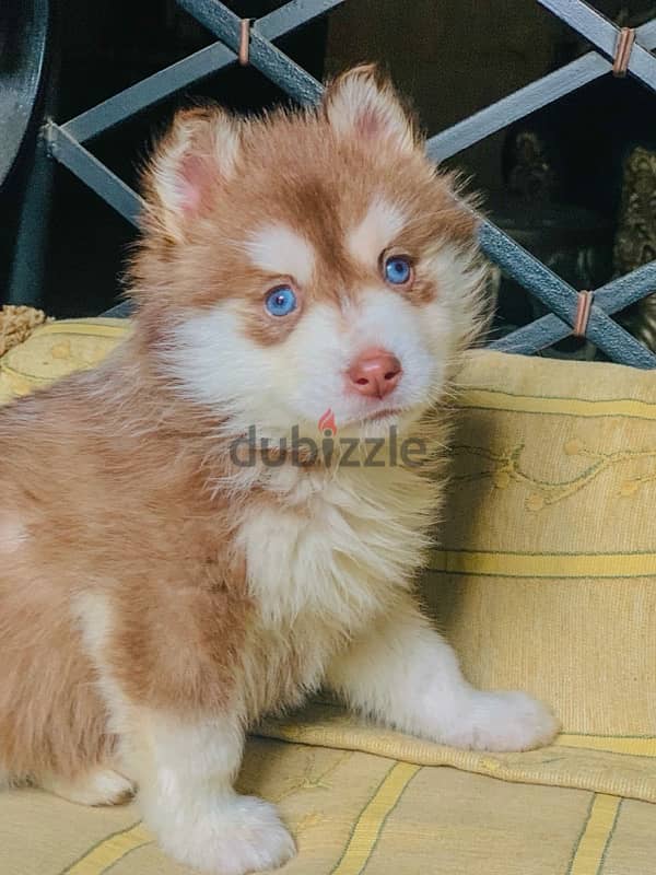 كلب هاسكي بيور تقليب عالي ١٠٠٪؜ / Husky Male Pure 2