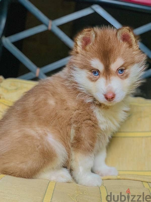 كلب هاسكي بيور تقليب عالي ١٠٠٪؜ / Husky Male Pure 5