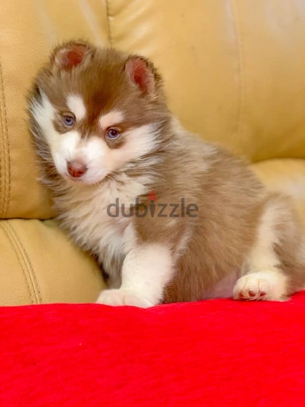 كلب هاسكي بيور تقليب عالي ١٠٠٪؜ / Husky Male Pure 7