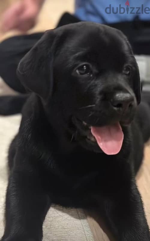 Labrador  45 days 0