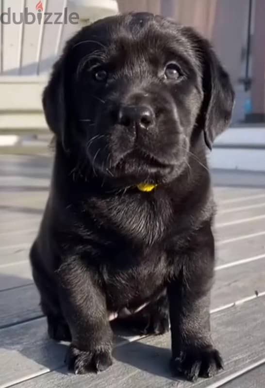 Labrador  45 days 3