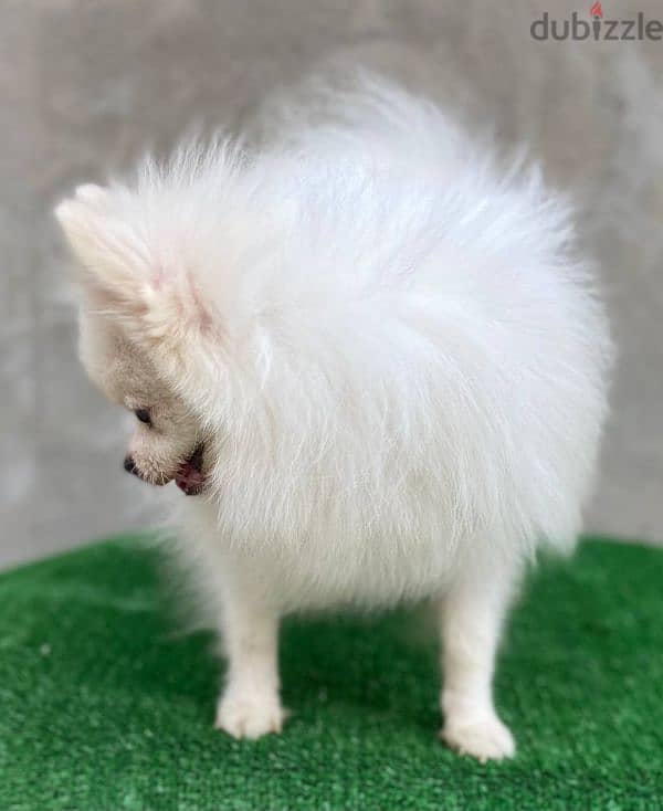 pomeranian for sale 1