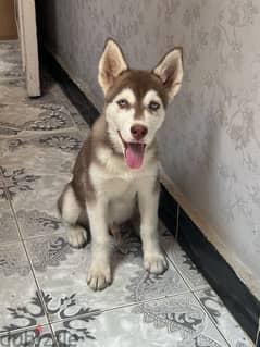 Husky 0