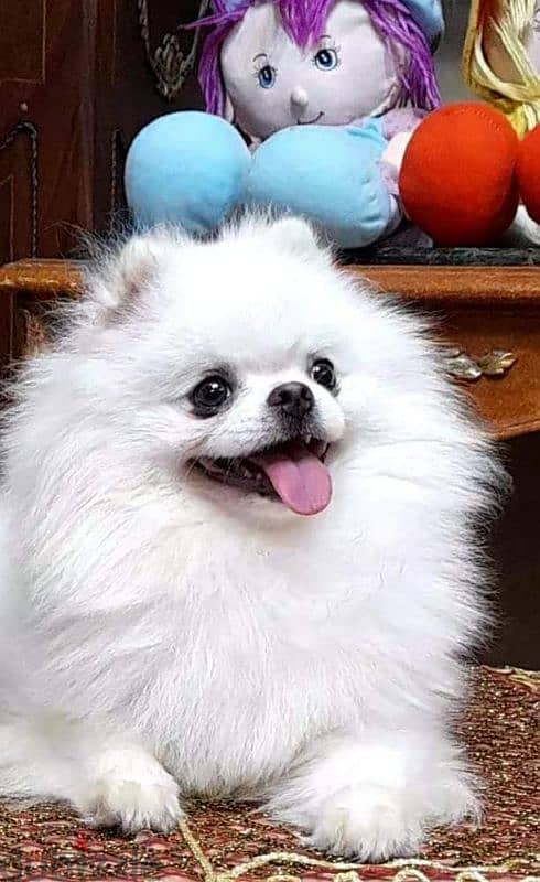 Pomeranian 4