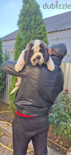 Saint Bernard Dog For Sale with Pedigree FCI - From Europe 0