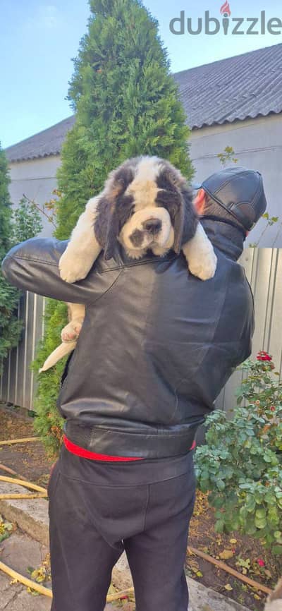 Saint Bernard Dog For Sale with Pedigree FCI - From Europe