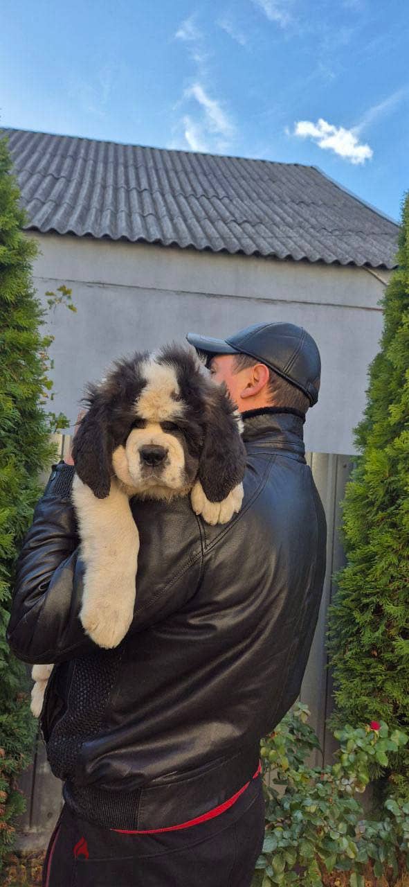 Saint Bernard Dog For Sale with Pedigree FCI - From Europe 1