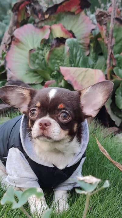 Chihuahua Puppy for Sale with Pedigree FCI