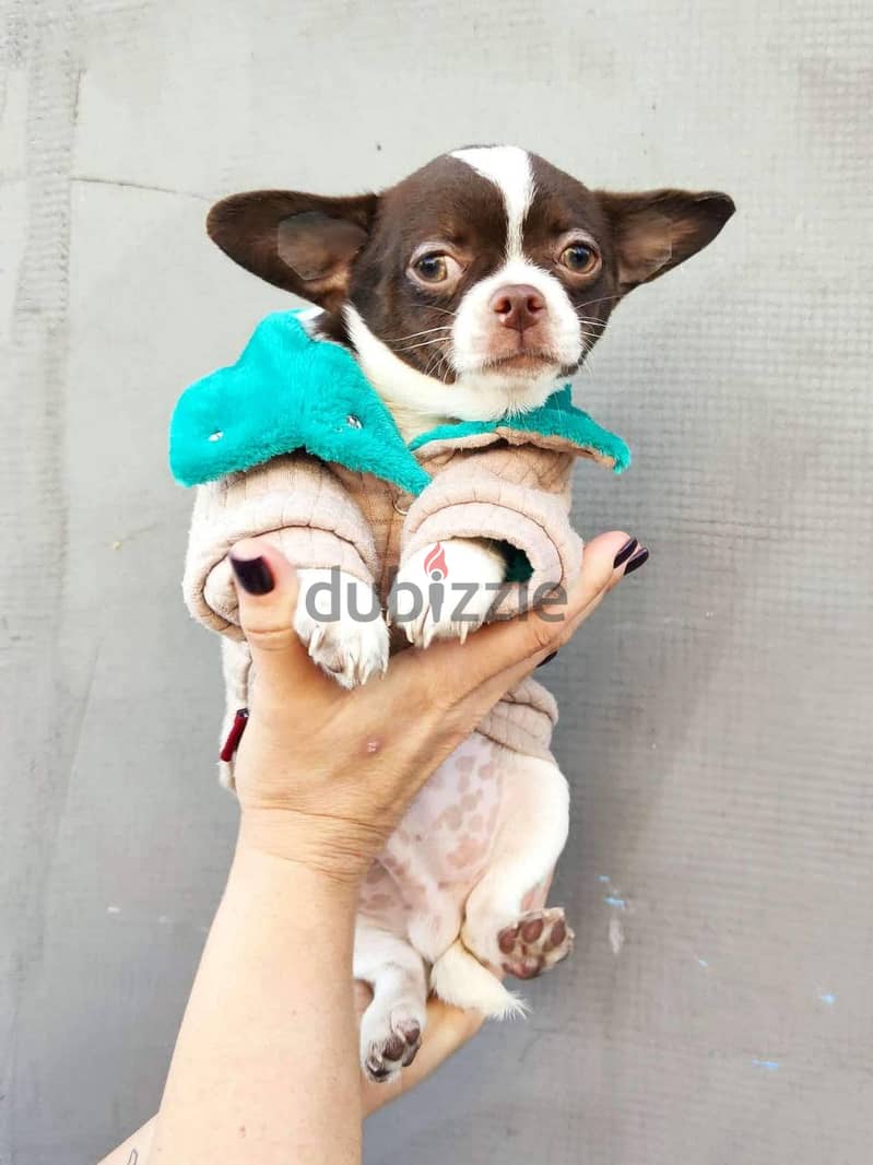 Chihuahua Puppy for Sale with Pedigree FCI 4