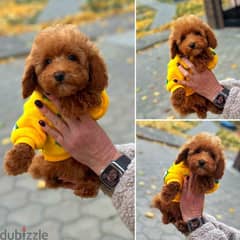 Poodle Puppy Female for Sale From Europe - Weight: 1,250 g 0