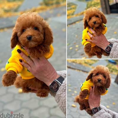 Poodle Puppy Female for Sale From Europe - Weight: 1,250 g