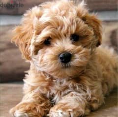 maltipoo puppies مالتيبو 0