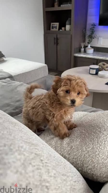 maltipoo puppies مالتيبو 1