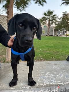 جرو لابرادور اسود  labrador puppy black 0