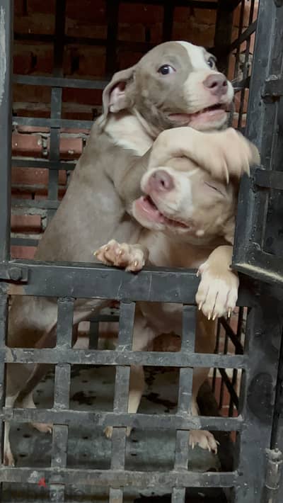 Red nose colored eyes puppy