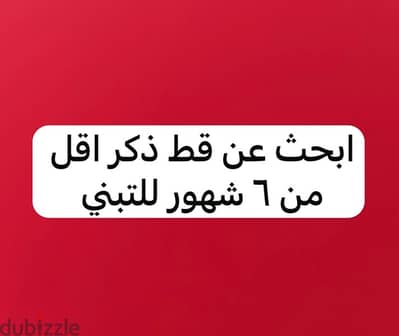 ابحث