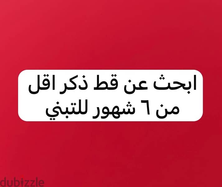 ابحث عن قط ذكر للتبني 0