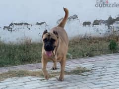 Presa Canario 0