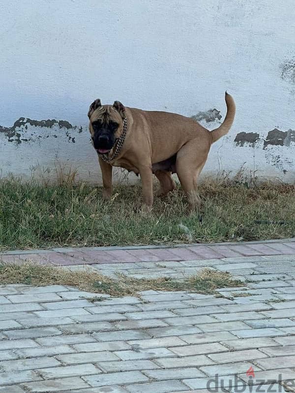 Presa Canario 2