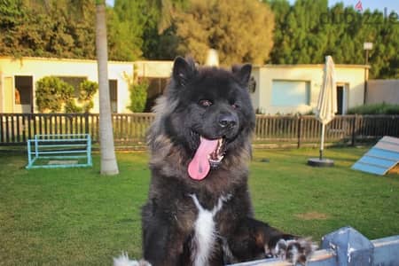 American akita Male