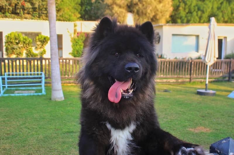 American akita Male 1