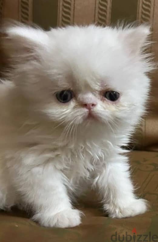 female half persian half chirazi 0