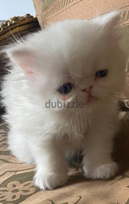 female half persian half chirazi 1