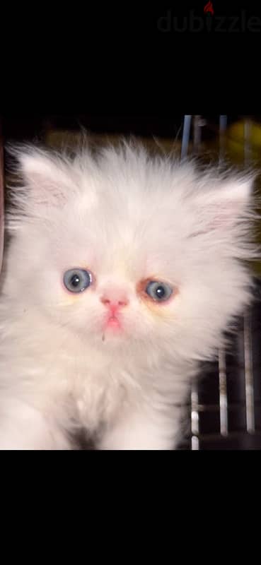 female half persian half chirazi 2