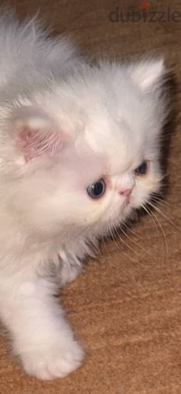 female half persian half chirazi 3