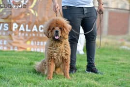 Tibetan Mastiff  female  vaccinated premium quality تيبيتان ماستيف 0