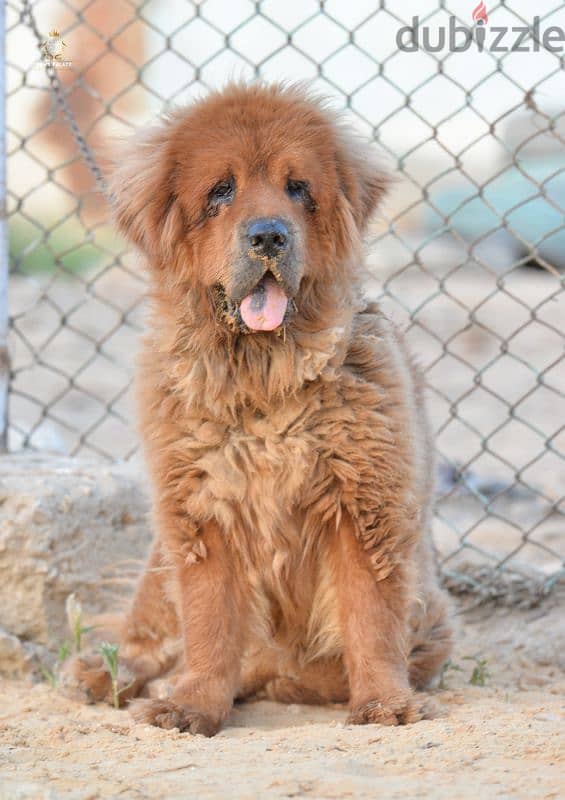 Tibetan Mastiff  female  vaccinated premium quality تيبيتان ماستيف 1